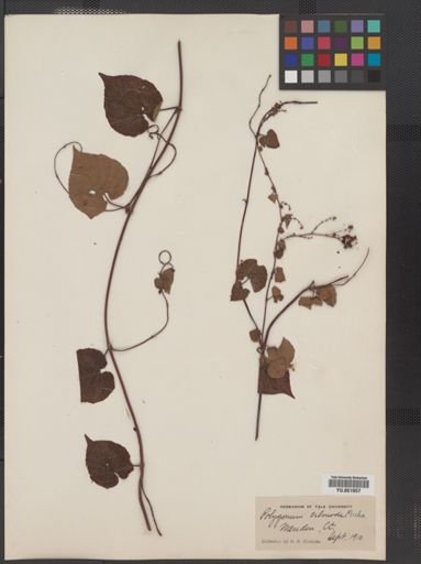 Polygonum cilinode