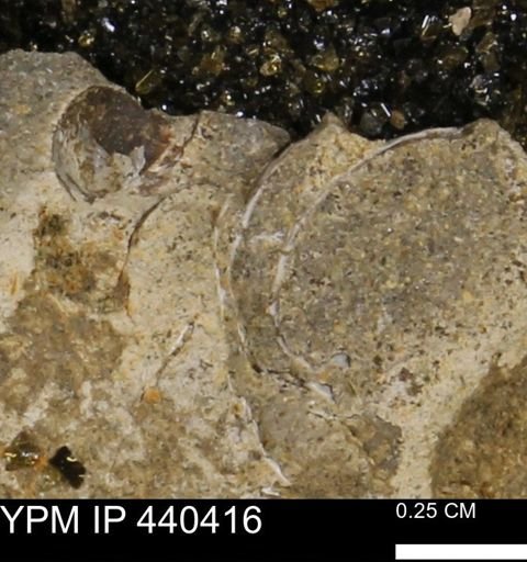 undet. Bivalvia