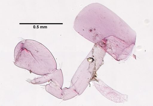 Hyalella cf. azteca