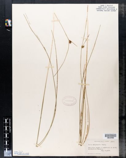 Carex oligosperma