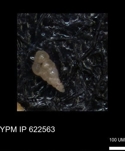 undet. Heterohelicidae