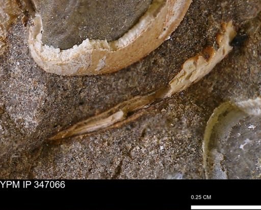 undet. Bivalvia