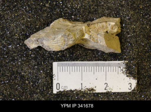 Scaphites sp.
