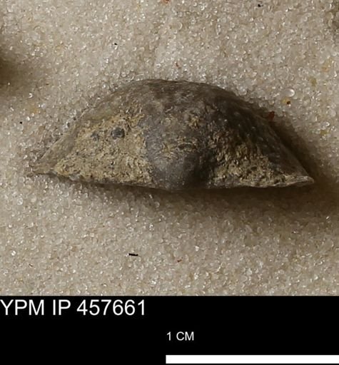 Helaspis sp.