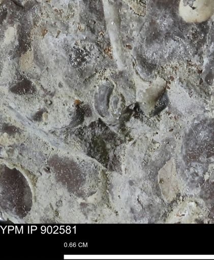 undet. Bivalvia