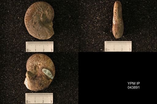 Hoploscaphites nicolletii