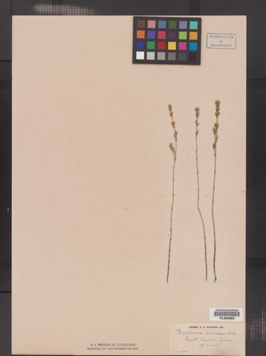 Bartonia virginica