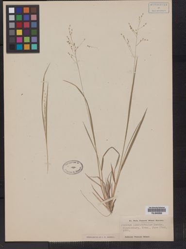 Panicum linearifolium