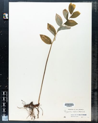 Polygonatum pubescens