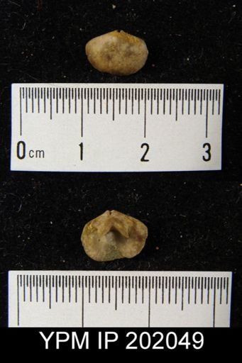 Rensselaerina medioplicata