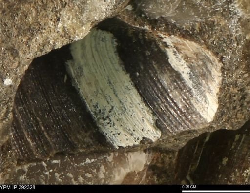 undet. Bivalvia