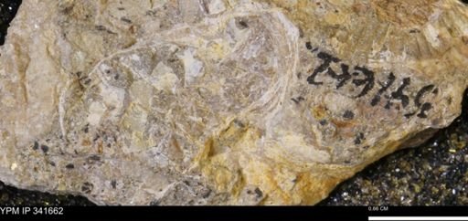Scaphites sp.