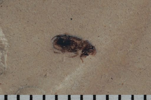 undet. Coleoptera