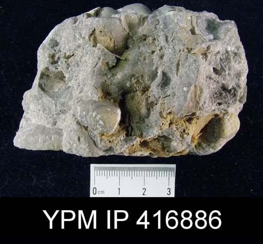 Assorted Productids including Linoproductus and Echinoconchus
