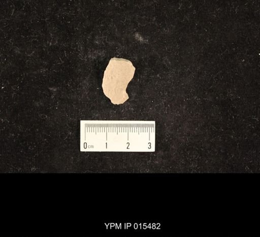 Probnis speciosa