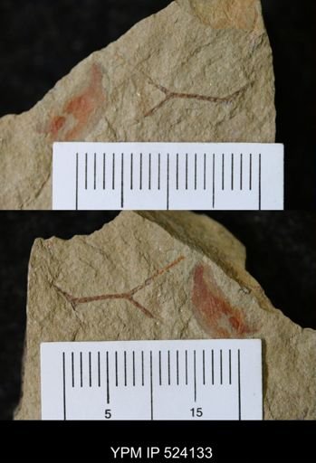 undet. Graptolithina