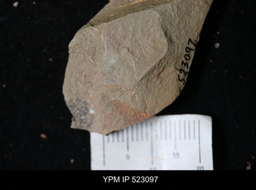 undet. Nautiloidea