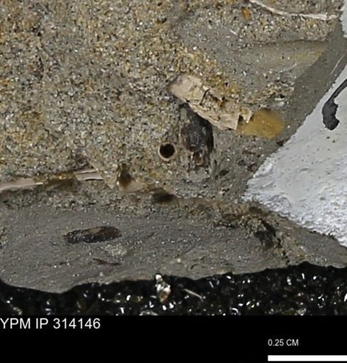 undet. Scaphopoda