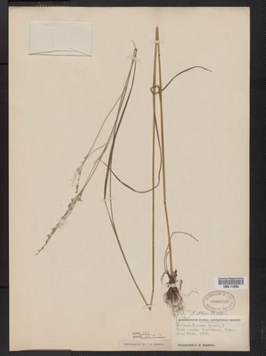 Festuca subverticillata