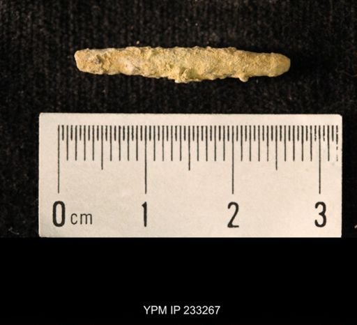 Archaeocidaris sp.