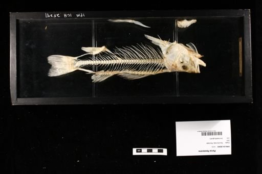 Perca flavescens