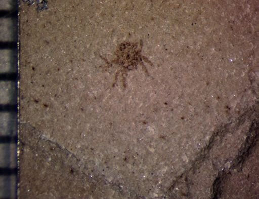 undet. Araneida
