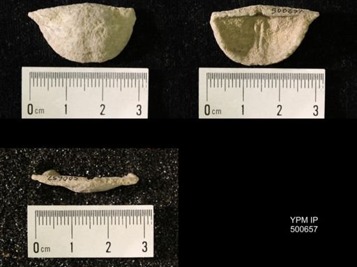 Chonetes granulifer meekanus