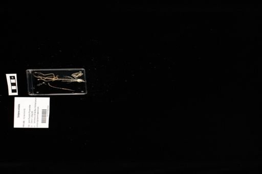 Sceloporus undulatus