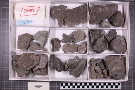 mixed taxa, stratigraphic collection