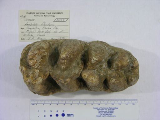 Amebelodon floridanus