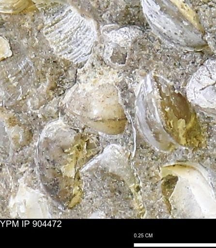 Corbulamella?