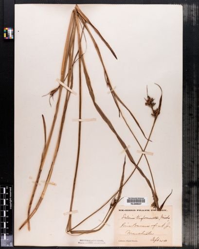 Scleria triglomerata