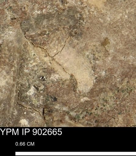 undet. Mollusca