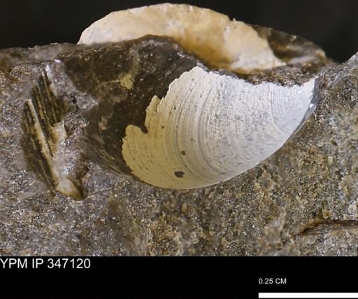 undet. Bivalvia
