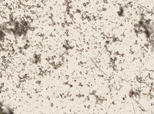 Aciculites pulchra