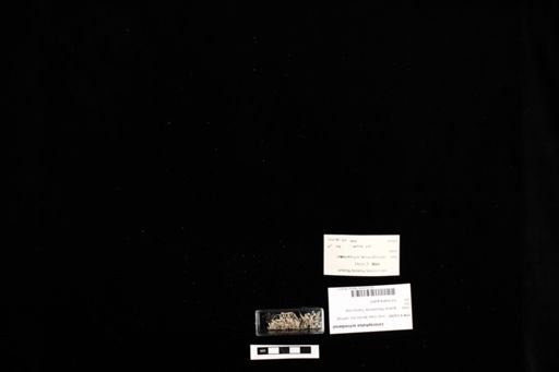 Leiocephalus schreibersii