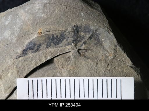 undet. Eurypterida