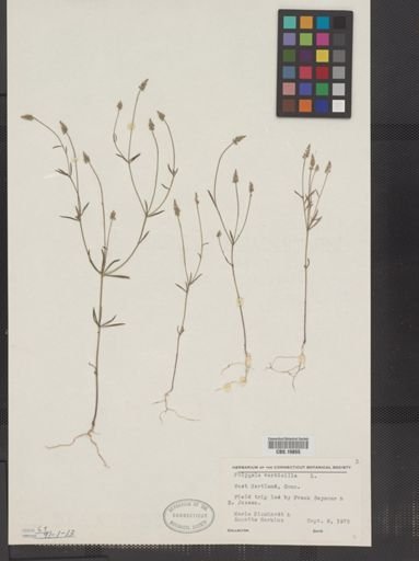 Polygala verticillata