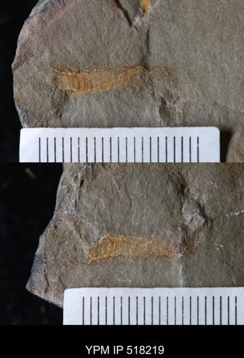 undet. Annelida