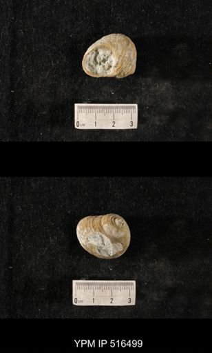 Cyclonema daytonensis