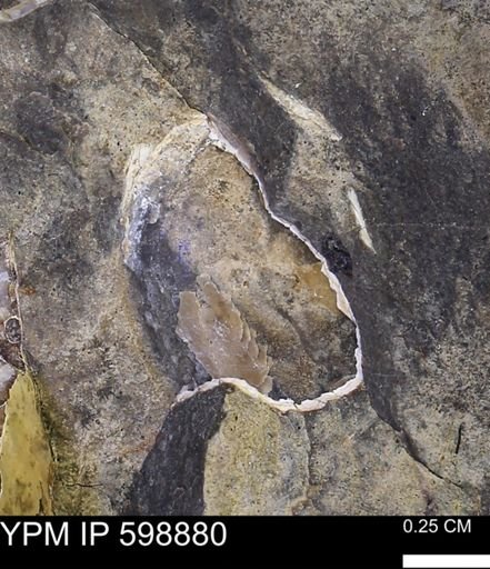 Hoploscaphites sp.