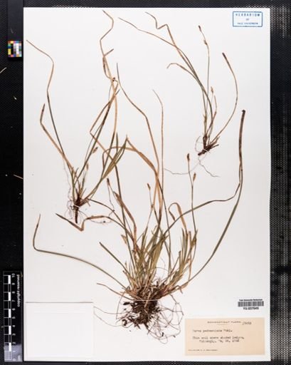 Carex pedunculata