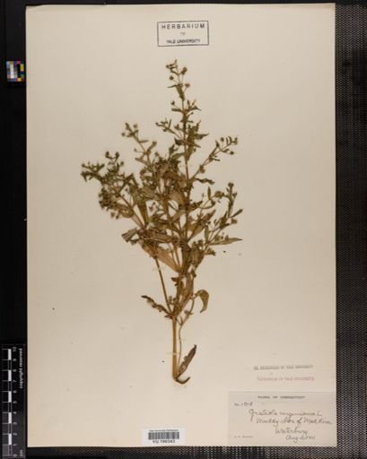 Plantae