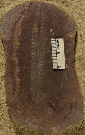 Pecopteris