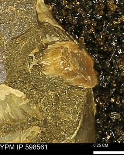 Inoceramus sp.