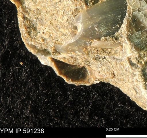 undet. Bivalvia