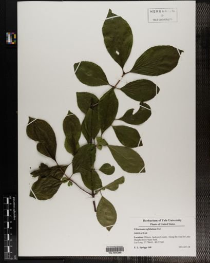 Plantae