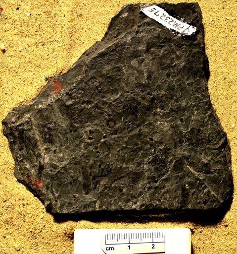 Lepidostrobus gracilis