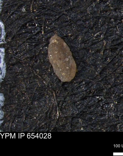 Miliammina manitobensis