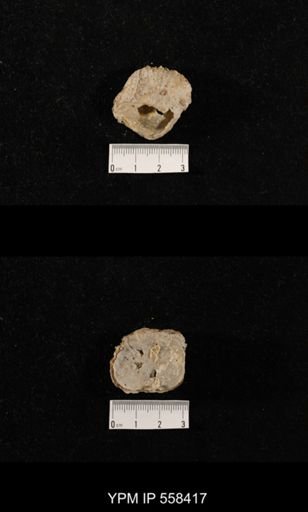 undet. Aulostegoidea